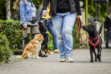 Hundeschule-Gruppenkurse_2023_078