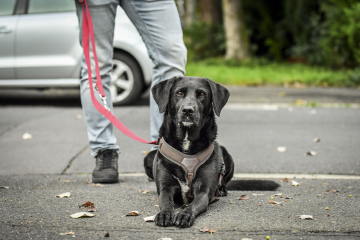 Hundeschule-Gruppenkurse_2023_097
