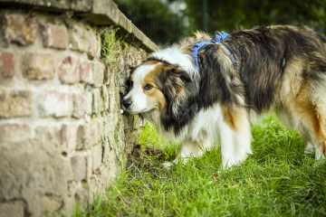 Hundeschule-Gruppenkurse_2023_042